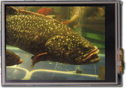 Fish tank photo, modified to appear how the eye perceives the display