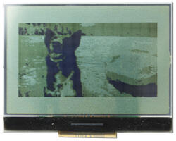 240x128 Low powere Graphic LCD with a breakout board attached. Showing 4-layer grayscale photo. 